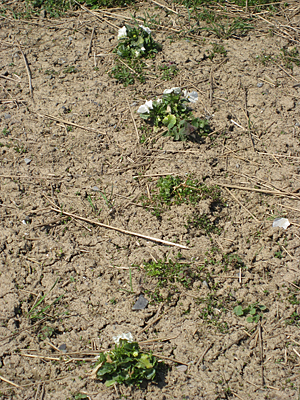 pansy mulched